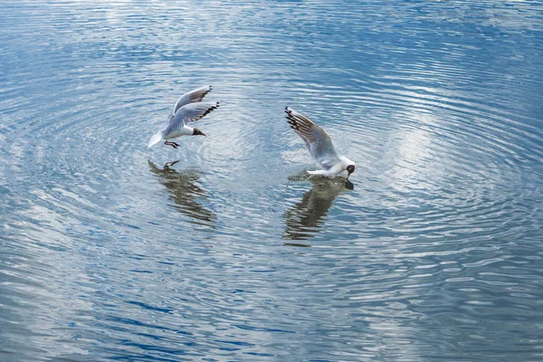 Два Чайки Полюванні Гнівний Мисливець Птахами Їжі Горизонтальні — стокове фото