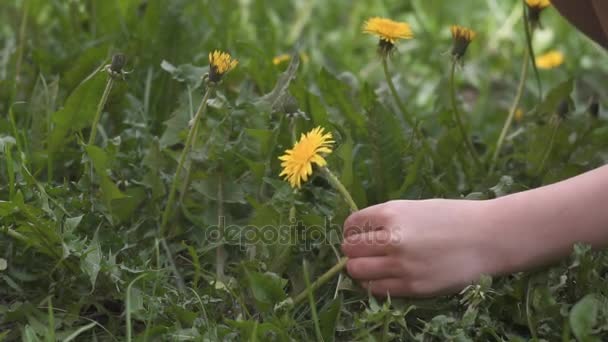 La bambina raccoglie un mazzo di denti di leone in un prato. bambino profumato bouquet di denti di leone — Video Stock