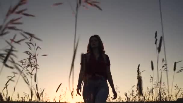 魅力的な女の子が背の高い草をフィールドで歩いています。夕暮れの旅を楽しんでいる若い女性 — ストック動画