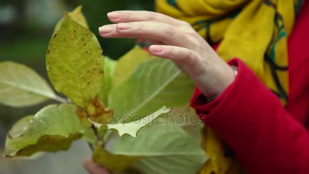 Detailní portrét krásné mladé ženy v podzimním lese. Ta dívka drží zažloutlé listy ve svých rukou — Stock video