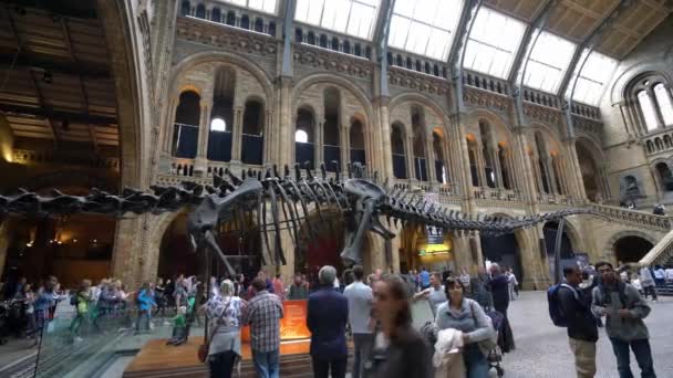 Londra Inghilterra Settembre 2016 Gente Visita Museo Storia Naturale Londra — Video Stock