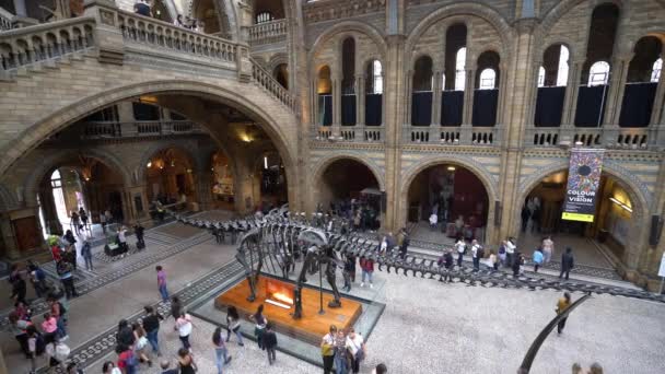 Londra Inghilterra Settembre 2016 Gente Visita Museo Storia Naturale Londra — Video Stock