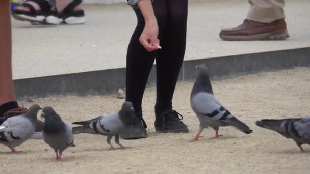 Alimentando Pombos Parque Guell Barcelona Barcelona Espanha Outubro 2016 — Vídeo de Stock