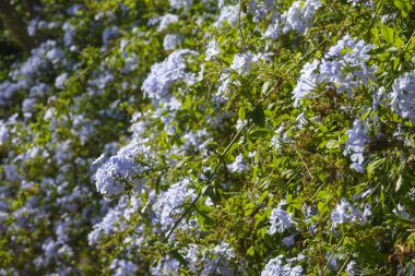 Yaz aylarında Park Guell, güzel çiçekler