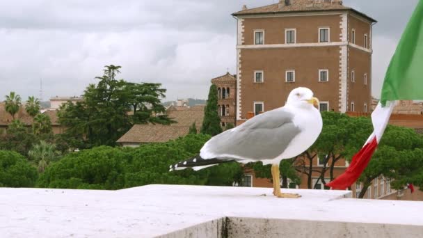 Gabbiano Marino Seduto Sul Monumento Nazionale Roma — Video Stock