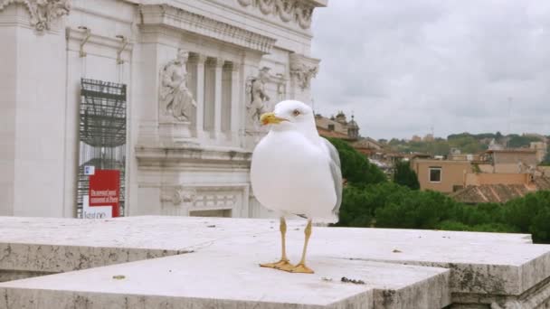 Mewa Morska Siedząca Pomniku Narodowym Rzymie — Wideo stockowe