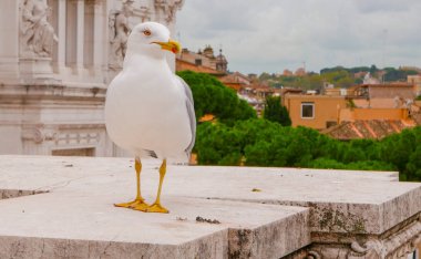 Martı Roma'daki Ulusal Anıt duvarına