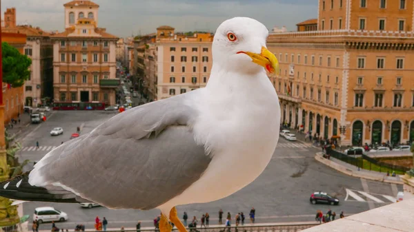 ローマ - ヴェネツィア広場、ヴェネツィア広場に大きなカモメ — ストック写真