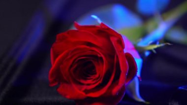 Kırmızı güller - shot - kadınlar için mükemmel bir hediye yakından