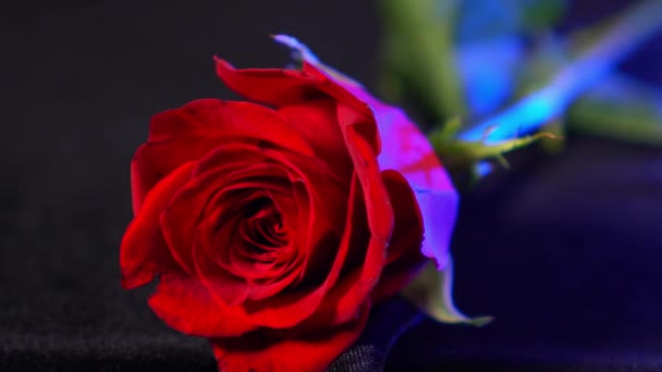 Röd ros - den vackraste blomman - fantastisk utsikt — Stockvideo