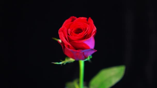 wunderschöne Aufnahme einer roten Rose - schöner Hintergrund