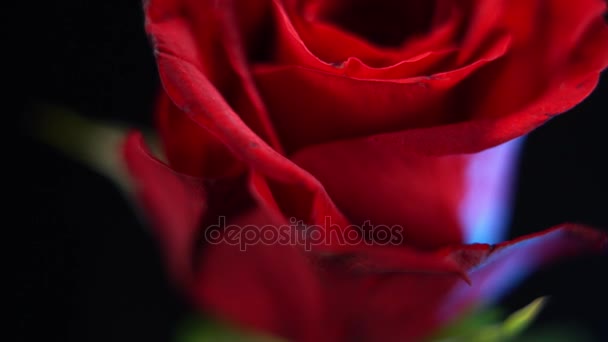 Macro plan coulissant d'une rose rouge - belle fleur — Video