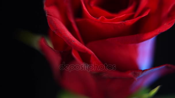 Μακροεντολή συρόμενη πυροβολισμό του ένα κόκκινο τριαντάφυλλο - όμορφο λουλούδι — Αρχείο Βίντεο
