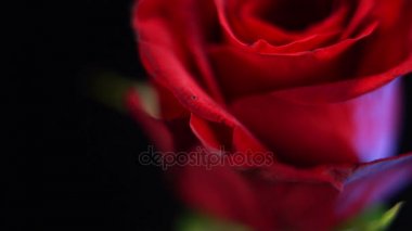 Kırmızı bir gül - güzel çiçek görüntüsünü sürgülü makro