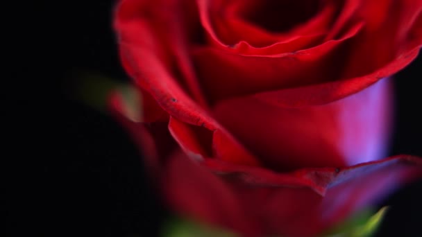 Macro tiro deslizante de una rosa roja - hermosa flor — Vídeo de stock