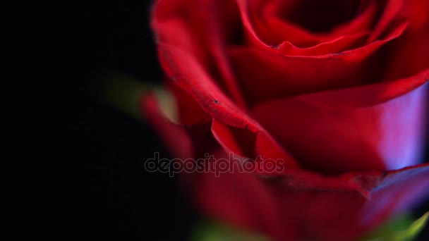 Macro tiro deslizante de una rosa roja - hermosa flor — Vídeos de Stock