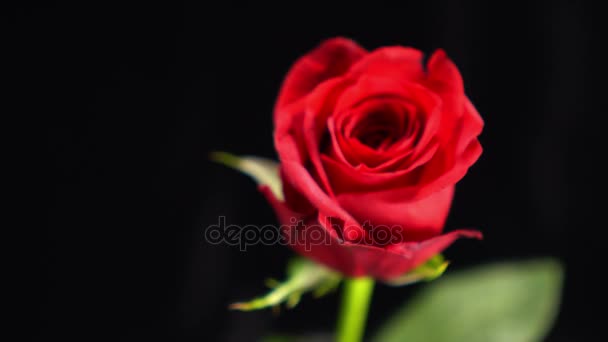 Nádherný snímek červená růže - krásné pozadí