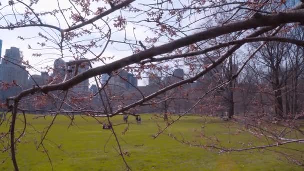 Beautiful Central Park in New York — Stock Video