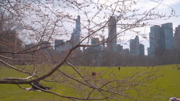 A gyönyörű rétek és a természet a Central Park New York — Stock videók