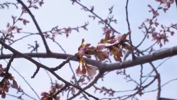 Kersenbloesems in Central Park New York — Stockvideo