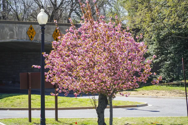 Rote Blüten eines Kirschbaums - typisch für Washington - Washington DC - Columbia - 7. April 2017 — Stockfoto