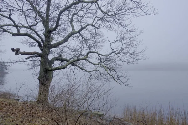 Árbol aterrador en la niebla —  Fotos de Stock