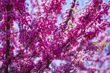 Şaşırtıcı doğa - kırmızı çiçekleri kiraz ağaçlarının - Washington, aydın - 8 Nisan 2017