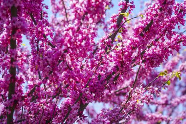 Güzel kırmızı çiçekleri kiraz ağaçları - Washington, District Of Columbia - 8 Nisan 2017
