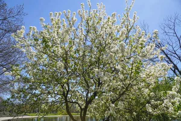 Blommande träd i en park - Washington, District Of Columbia - 8 April 2017 — Stockfoto