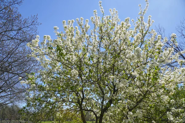 Blommande träd i en park - Washington, District Of Columbia - 8 April 2017 — Stockfoto