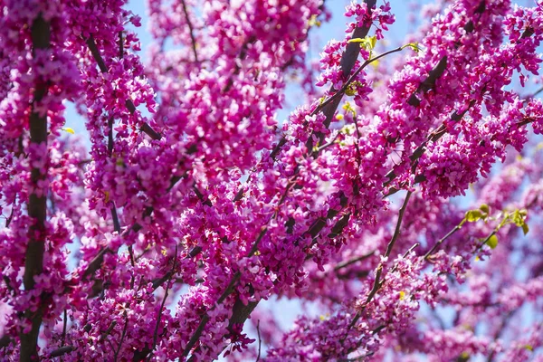 Vackra röda blommor av körsbärsträd - Washington, District Of Columbia - 8 April 2017 — Stockfoto
