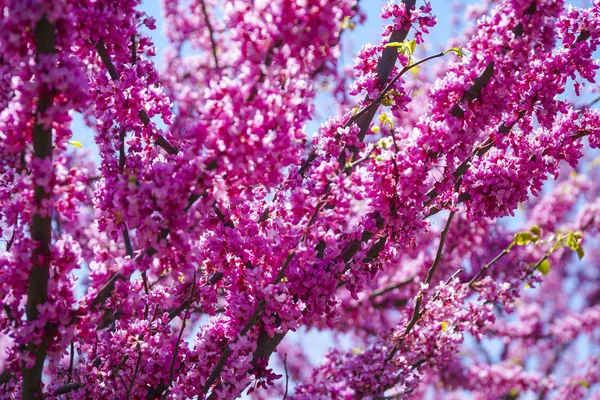 Belles fleurs rouges de cerisiers - WASHINGTON, DISTRICT OF COLUMBIA - 8 AVRIL 2017 — Photo