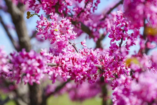 Schöne rote Blüten von Kirschbäumen - Washington, Bezirk von Columbia - 8. April 2017 — Stockfoto