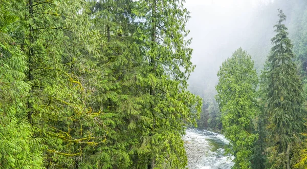 Ruisseau dans les bois canadiens — Photo