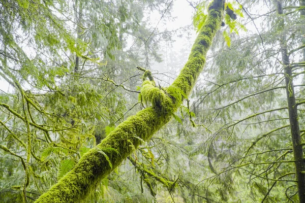 Schöne grüne Natur - bemooste Bäume im Wald — Stockfoto