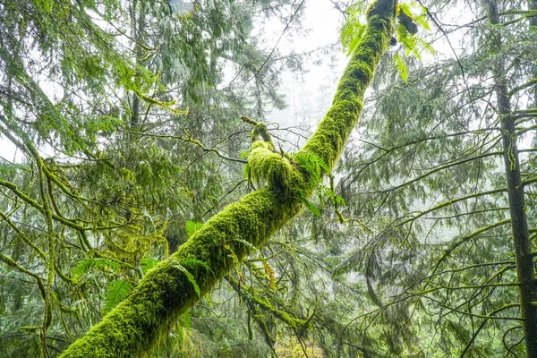 Increíble naturaleza en los bosques canadienses - maravilloso bosque verde — Foto de Stock