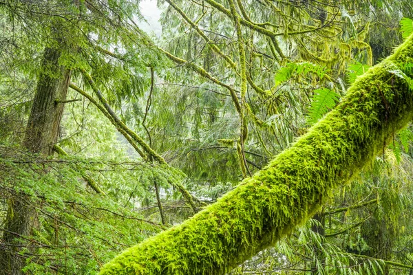 カナダの森 - 素晴らしい緑の森の素晴らしい自然 — ストック写真