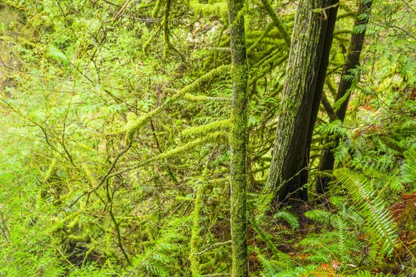 El desierto canadiense - hermosos árboles verdes en el bosque — Foto de Stock