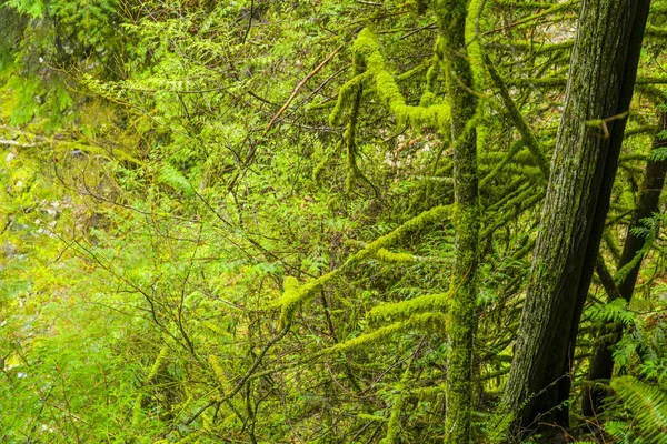 Erstaunliche Natur in den kanadischen Wäldern - wunderschöner grüner Wald — Stockfoto