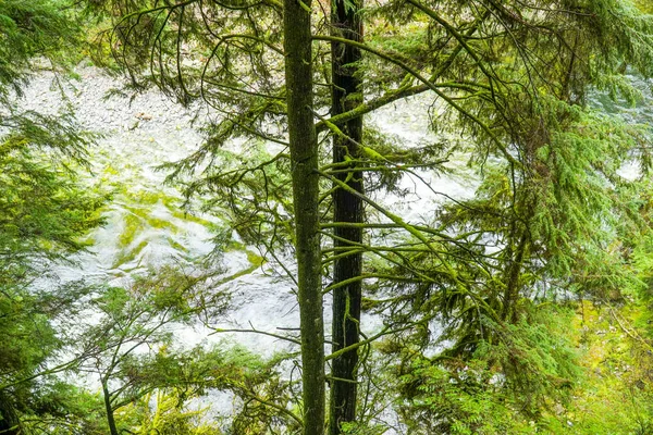 Csodálatos természet, a kanadai erdőben - csodálatos zöld erdő — Stock Fotó