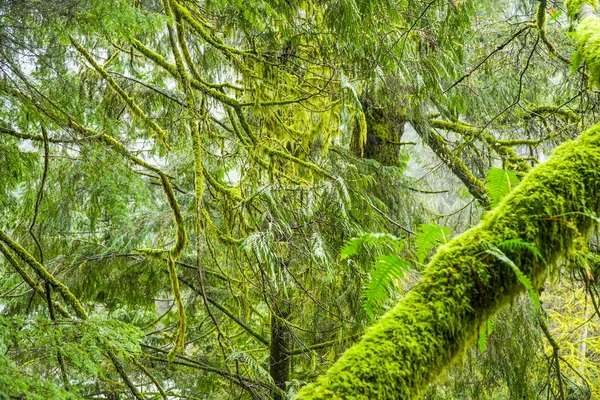 美しい緑の自然の森の中の苔木 — ストック写真