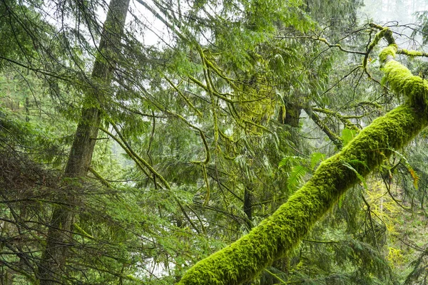 Erstaunliche Natur in den kanadischen Wäldern - wunderschöner grüner Wald — Stockfoto