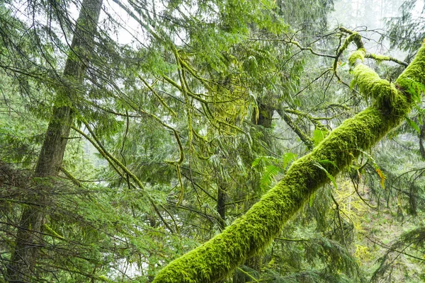 Erstaunliche Natur in den kanadischen Wäldern - wunderschöner grüner Wald — Stockfoto