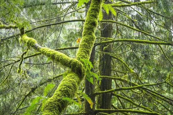 Wunderschöne moosige Bäume im kanadischen Regenwald — Stockfoto