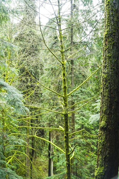 KITAmazing nature in het Canadese bos - prachtige groene woud — Stockfoto