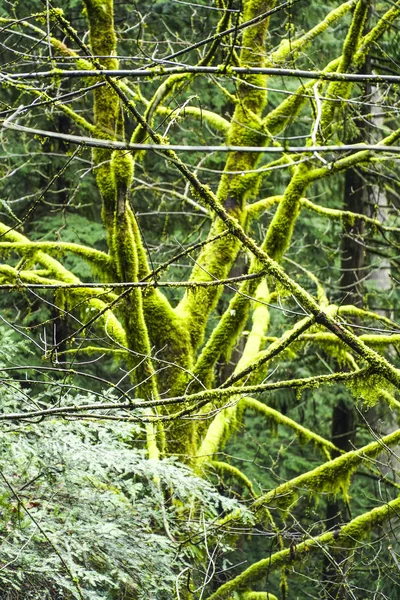 Wonderful mossy trees in the Canadian rain forest — Stock Photo, Image