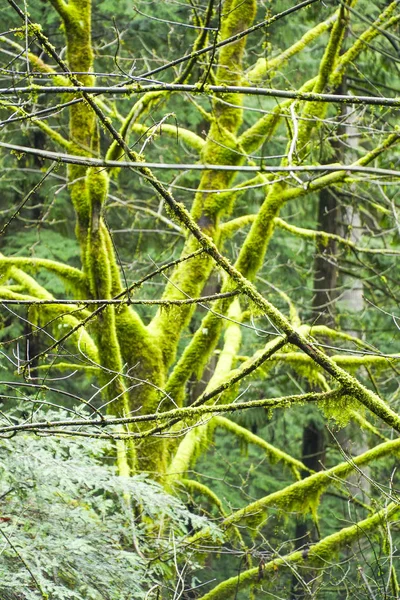 Erstaunliche Natur in den kanadischen Wäldern - wunderschöner grüner Wald — Stockfoto