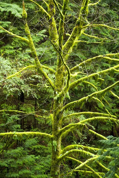 コケの多くカナダ大自然緑豊かフォレスト — ストック写真