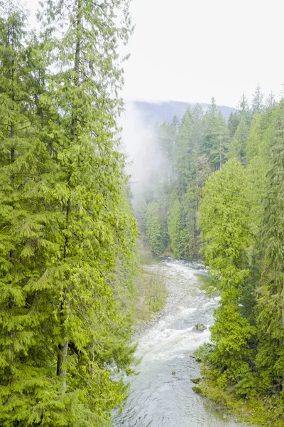 Nature étonnante dans les bois canadiens - merveilleuse forêt verte — Photo