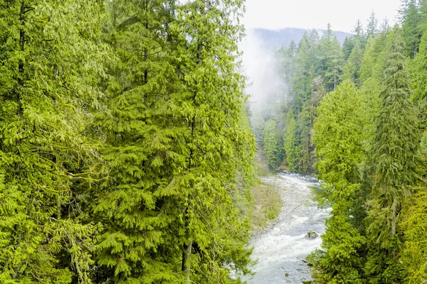 Nature étonnante dans les bois canadiens - merveilleuse forêt verte — Photo